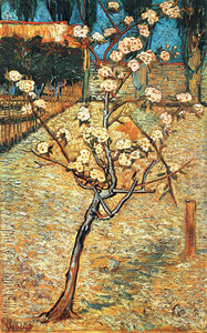Flowering pear